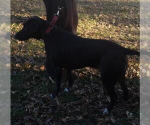 Labrador Retriever Dogs for adoption in Fenton, MO, USA
