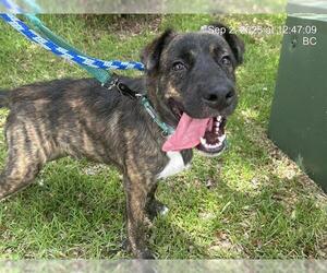 American Pit Bull Terrier-Australian Shepherd Mix Dogs for adoption in Ocala, FL, USA