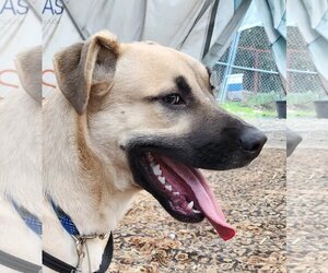 Black Mouth Cur-Unknown Mix Dogs for adoption in Lafayette, CA, USA