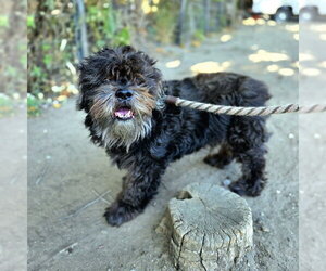 Shih Tzu Dogs for adoption in Long Beach, CA, USA