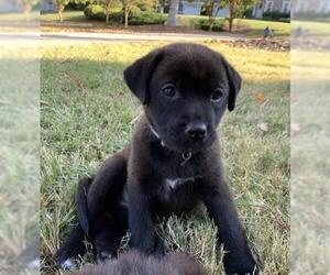 Sheprador Dogs for adoption in Fayetteville, GA, USA