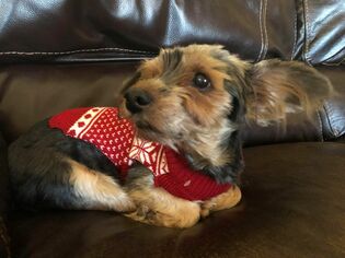 Medium Photo #1 Mutt Puppy For Sale in Canutillo, TX, USA