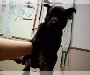 Dutch Shepherd -Siberian Husky Mix Dogs for adoption in Martinez, CA, USA