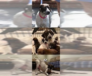 Pointer Dogs for adoption in Chantilly, VA, USA
