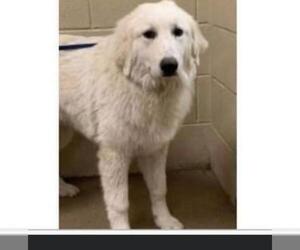 Great Pyrenees Dogs for adoption in Pembroke, GA, USA