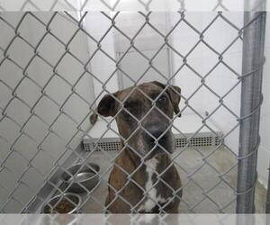 American Pit Bull Terrier-Catahoula Leopard Dog Mix Dogs for adoption in Temple, TX, USA