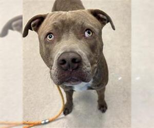 American Pit Bull Terrier Dogs for adoption in Saginaw, MI, USA