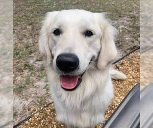 Golden Retriever Dogs for adoption in Bonita Springs, FL, USA