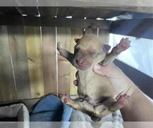 Labrador Retriever-Unknown Mix Dogs for adoption in Houston, TX, USA