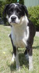 Borador Dogs for adoption in Columbus, GA, USA