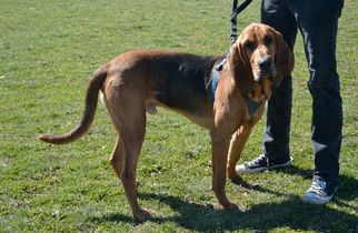 Bloodhound Dogs for adoption in Akron, OH, USA