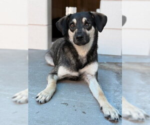 German Shepherd Dog-Unknown Mix Dogs for adoption in Corpus Christi, TX, USA