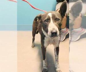 Bull Terrier Dogs for adoption in Houston, TX, USA