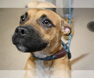 Boxer-Unknown Mix Dogs for adoption in Decatur, IL, USA
