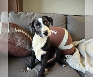 Border Collie-Unknown Mix Dogs for adoption in MIDWAY, UT, USA