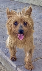 Silky Terrier Dogs for adoption in Lancaster, CA, USA