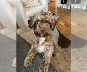 Shih Tzu-Unknown Mix Dogs for adoption in St. Louis Park, MN, USA