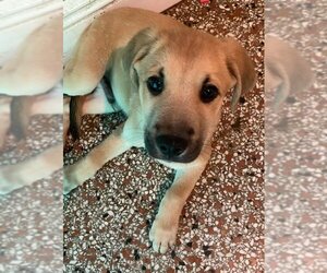 Golden Labrador Dogs for adoption in Sanford, FL, USA