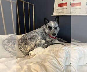 Medium Photo #2 Mutt Puppy For Sale in Garden City, NY, USA