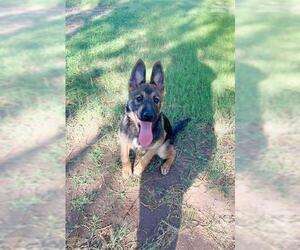 German Shepherd Dog-Unknown Mix Dogs for adoption in Riverside, CA, USA