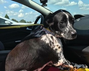 Small Labrador Retriever