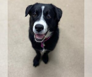 Sheprador Dogs for adoption in Aurora, CO, USA