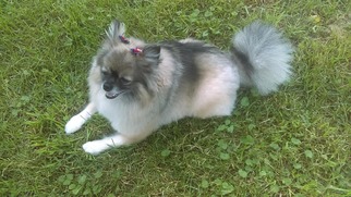 Pomeranian-Unknown Mix Dogs for adoption in Delaware, OH, USA