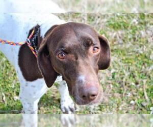 German Shorthaired Pointer Dogs for adoption in Olathe, KS, USA
