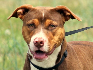 Small Labrador Retriever-Mountain Cur Mix