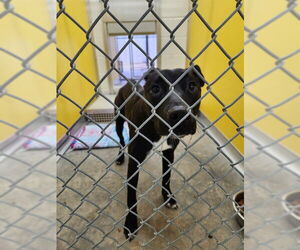 Labrador Retriever-Unknown Mix Dogs for adoption in Temple, TX, USA