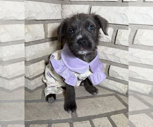 American Staffordshire Terrier-Jack Russell Terrier Mix Dogs for adoption in St. Louis Park, MN, USA