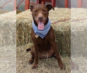 Medium Photo #1 Chocolate Labrador retriever-Labrador Retriever Mix Puppy For Sale in Bandera, TX, USA