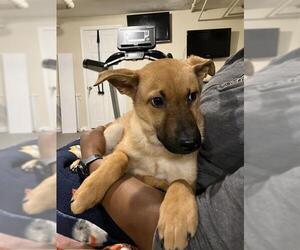 German Shepherd Dog-Unknown Mix Dogs for adoption in Dedham, MA, USA