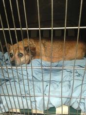 Medium Photo #8 Chihuahua-Unknown Mix Puppy For Sale in Clarkesville, GA, USA