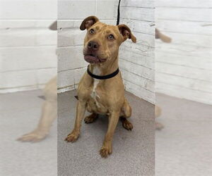 Mutt Dogs for adoption in San Bernardino, CA, USA