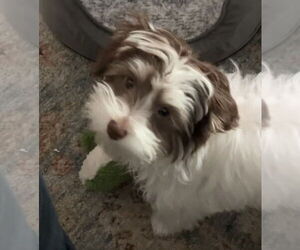 Havanese Dogs for adoption in Mooresville, NC, USA