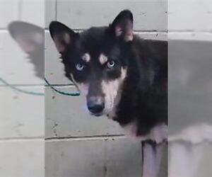 Siberian Husky Dogs for adoption in Tulsa, OK, USA