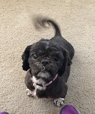 Shih Tzu Dogs for adoption in Columbus, IN, USA