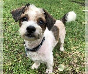 Mutt Dogs for adoption in Jacksonville, FL, USA