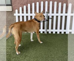 Mutt Dogs for adoption in Modesto, CA, USA