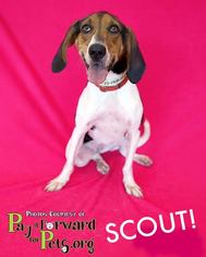 Treeing Walker Coonhound Dogs for adoption in Akron, OH, USA