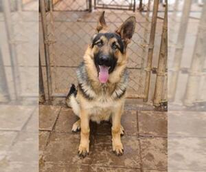 German Shepherd Dog Dogs for adoption in Athens, AL, USA