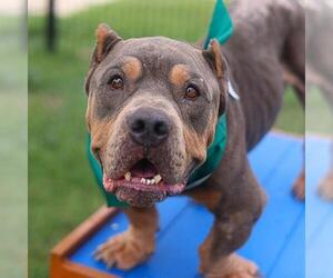 Bulldog-Unknown Mix Dogs for adoption in San Antonio, TX, USA