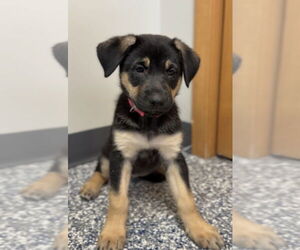 German Shepherd Dog-Unknown Mix Dogs for adoption in Bemidji, MN, USA