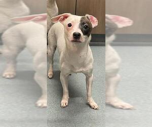 Chihuahua Dogs for adoption in Baytown, TX, USA