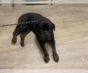 Rottweiler-Unknown Mix Dogs for adoption in Pasadena, CA, USA