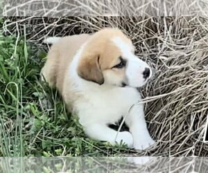 Great Pyrenees-Unknown Mix Dogs for adoption in Foristell, MO, USA