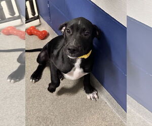Labrador Retriever-Unknown Mix Dogs for adoption in Sterling, MA, USA