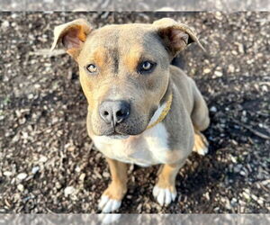 American Bulldog-Staffordshire Bull Terrier Mix Dogs for adoption in Santa Cruz, CA, USA
