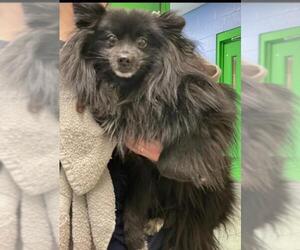 Schip-a-Pom Dogs for adoption in Columbia, TN, USA